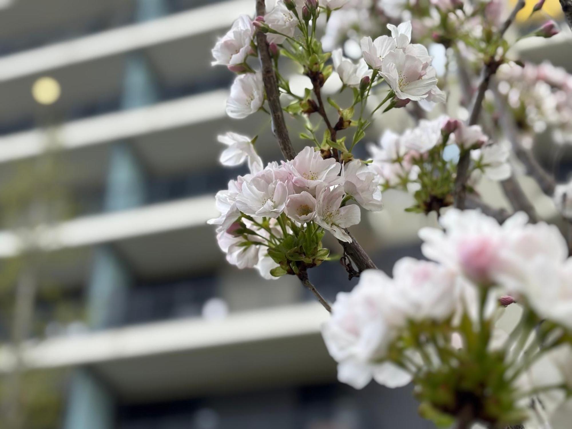 Japandi Studio Apartment, Free Parking Budapeste Exterior foto